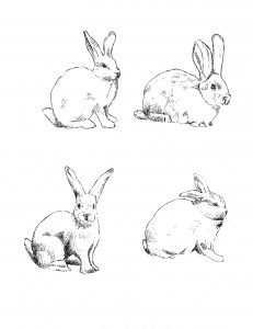 bunnies-231x300